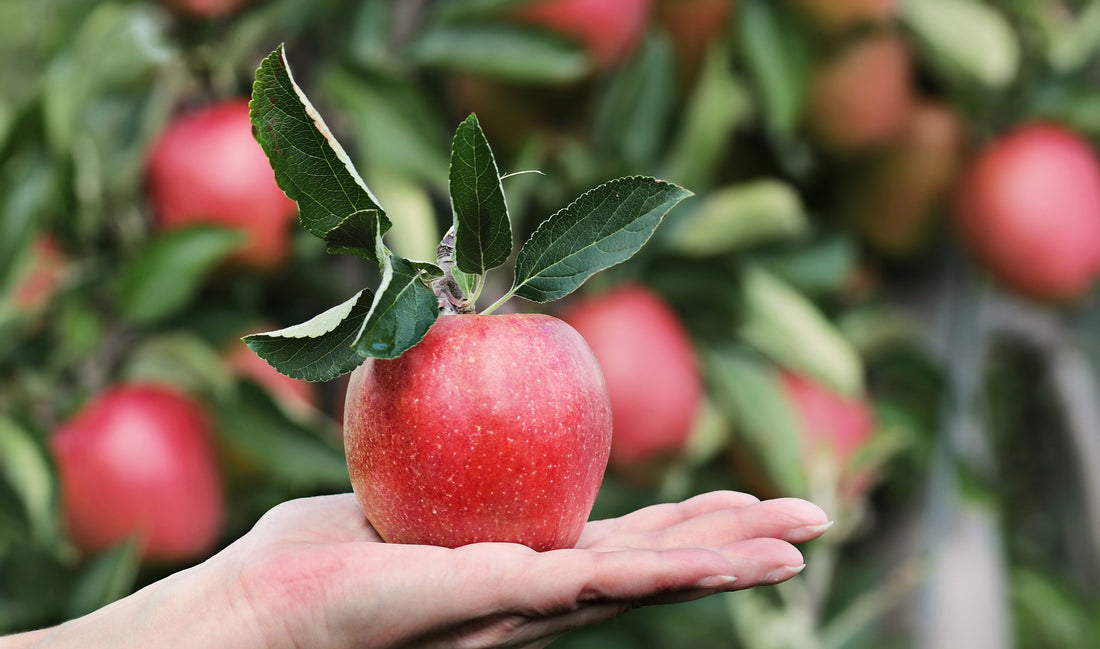 Wie gesund sind Äpfel: Die wichtigsten Fragen und Antworten